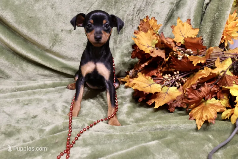 Bebe – Miniature Pinscher puppy for sale in Harrisonburg, VA