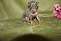 Bella, a female Miniature Pinscher for sale in Harrisonburg, VA – 5 of 7