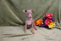Leo, a male Miniature Pinscher for sale in Harrisonburg, VA – 2 of 9