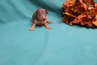 Dexter, a male Miniature Pinscher for sale in Harrisonburg, VA – 5 of 7