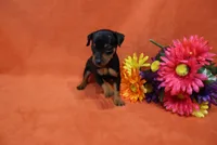 Bebe, a female Miniature Pinscher for sale in Harrisonburg, VA – 4 of 8