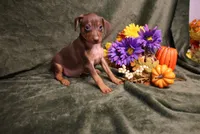 Dexter--Halloween Special, a male Miniature Pinscher for sale in Harrisonburg, VA – 9 of 9