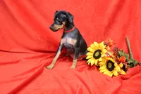 Daisy, a female Miniature Pinscher for sale in Harrisonburg, VA – 6 of 7