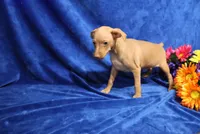 storm, a male Miniature Pinscher for sale in Harrisonburg, VA – 2 of 6