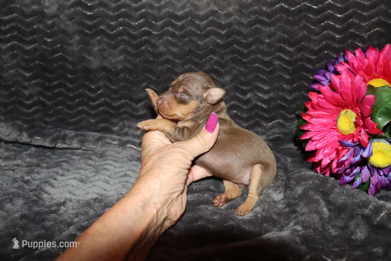 Lucy – Miniature Pinscher puppy for sale in Harrisonburg, VA