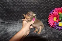 Lucy, a female Miniature Pinscher for sale in Harrisonburg, VA – 1 of 7
