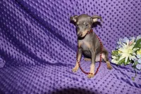 Blue Boy, a male Miniature Pinscher for sale in Harrisonburg, VA – 1 of 8