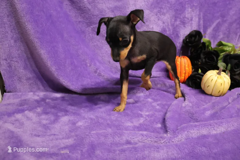 Blair – Miniature Pinscher puppy for sale in Harrisonburg, VA