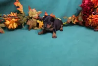 Sherlock, a male Miniature Pinscher for sale in Harrisonburg, VA – 3 of 8
