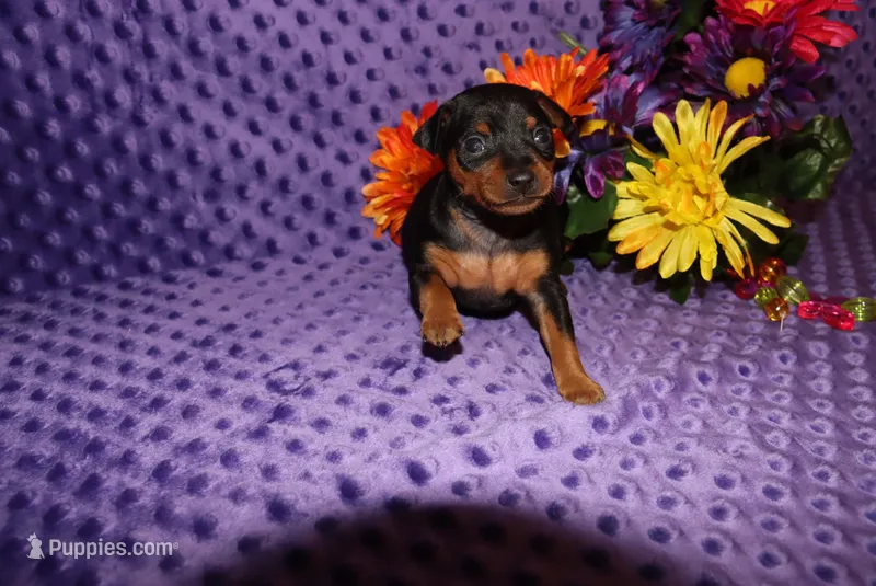 Spike – Miniature Pinscher puppy for sale in Harrisonburg, VA
