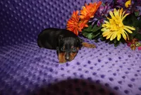 Spike, a male Miniature Pinscher for sale in Harrisonburg, VA – Photo 6 of 8