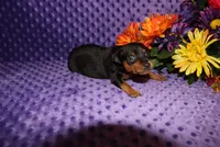 Spike, a male Miniature Pinscher for sale in Harrisonburg, VA – Photo 7 of 8