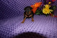 Spike, a male Miniature Pinscher for sale in Harrisonburg, VA – Photo 8 of 8