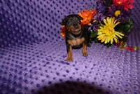 Spike, a male Miniature Pinscher for sale in Harrisonburg, VA – Photo 4 of 8