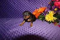 Spike, a male Miniature Pinscher for sale in Harrisonburg, VA – Photo 3 of 8