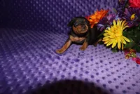 Spike, a male Miniature Pinscher for sale in Harrisonburg, VA – Photo 5 of 8