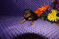 Spike, a male Miniature Pinscher for sale in Harrisonburg, VA – Photo 2 of 8
