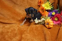 Alex, a male Miniature Pinscher for sale in Harrisonburg, VA – 7 of 8