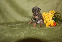 Toby, a male Miniature Pinscher for sale in Harrisonburg, VA – 1 of 6