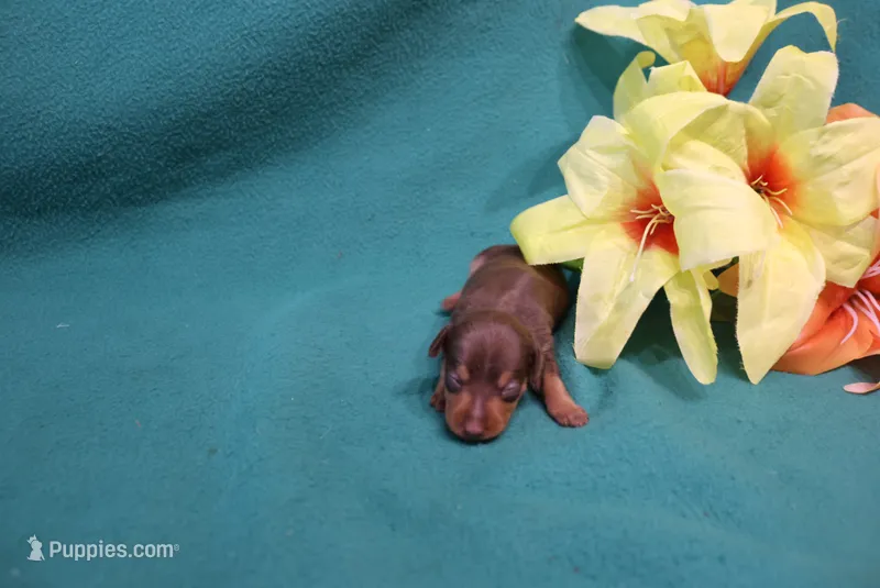 Reeses – Miniature Pinscher puppy for sale in Harrisonburg, VA