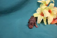 Reeses, a female Miniature Pinscher for sale in Harrisonburg, VA – 1 of 7