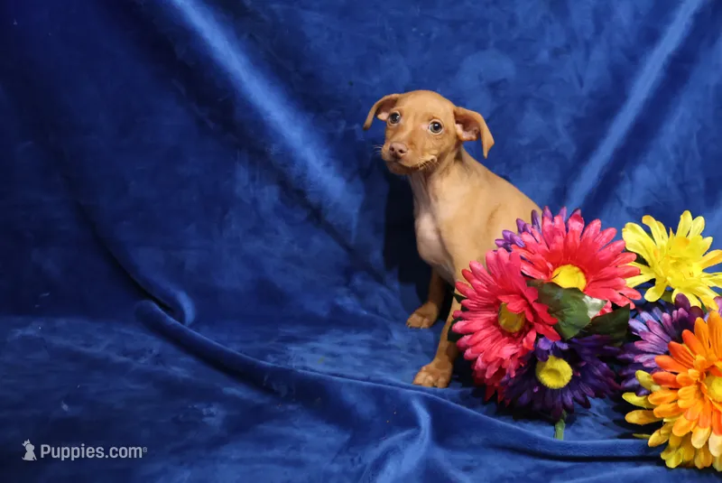 storm – Miniature Pinscher puppy for sale in Harrisonburg, VA
