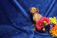 storm, a male Miniature Pinscher for sale in Harrisonburg, VA – 1 of 6