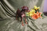 Thor, a male Miniature Pinscher for sale in Harrisonburg, VA – 4 of 8