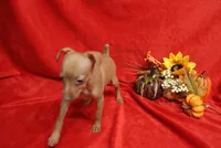 Kala, a female Miniature Pinscher for sale in Harrisonburg, VA – 5 of 5