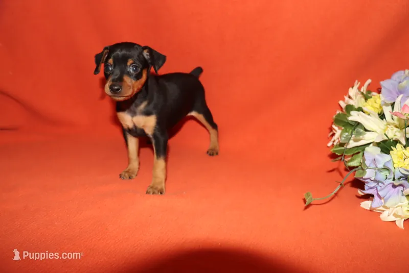 Bear – Miniature Pinscher puppy for sale in Harrisonburg, VA