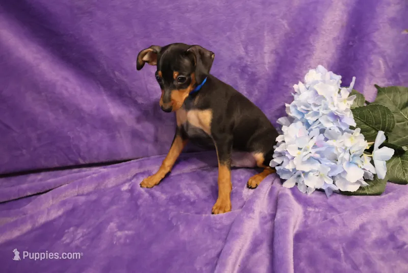 Romeo – Miniature Pinscher puppy for sale in Harrisonburg, VA
