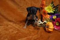 Alex, a male Miniature Pinscher for sale in Harrisonburg, VA – 2 of 8