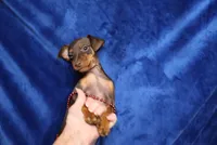 Nacho, a male Miniature Pinscher for sale in Harrisonburg, VA – 5 of 5