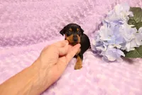 Muffin, a female Miniature Pinscher for sale in Harrisonburg, VA – 6 of 7