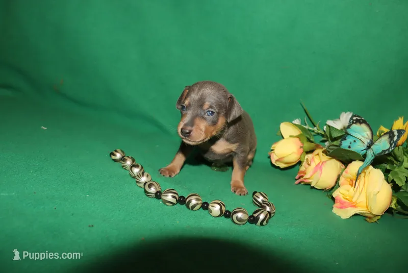 Finn – Miniature Pinscher puppy for sale in Harrisonburg, VA