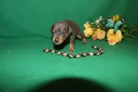 Finn, a male Miniature Pinscher for sale in Harrisonburg, VA – Photo 3 of 5