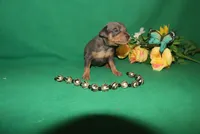 Finn, a male Miniature Pinscher for sale in Harrisonburg, VA – Photo 5 of 5