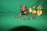 Finn, a male Miniature Pinscher for sale in Harrisonburg, VA – Photo 4 of 5
