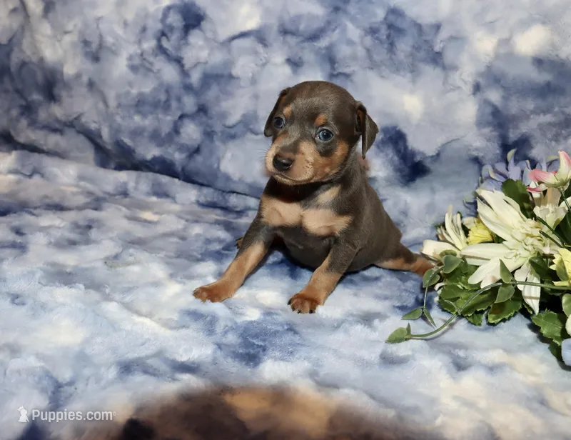 Finn – Miniature Pinscher puppy for sale in Harrisonburg, VA
