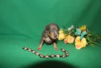 Finn, a male Miniature Pinscher for sale in Harrisonburg, VA – Photo 2 of 5