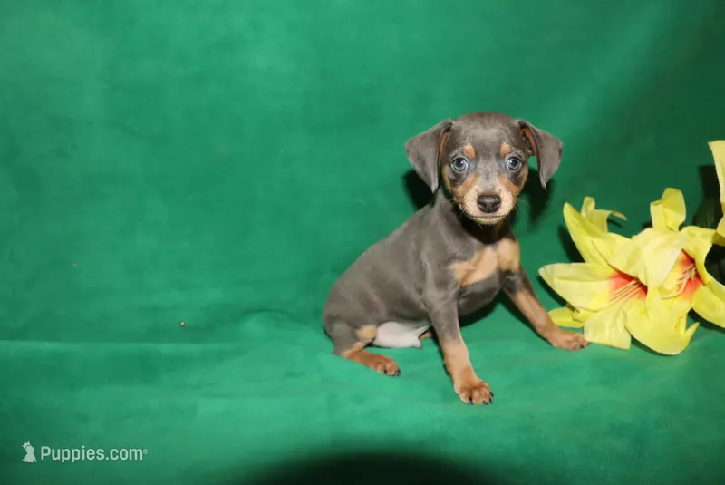 Finn – Miniature Pinscher puppy for sale in Harrisonburg, VA
