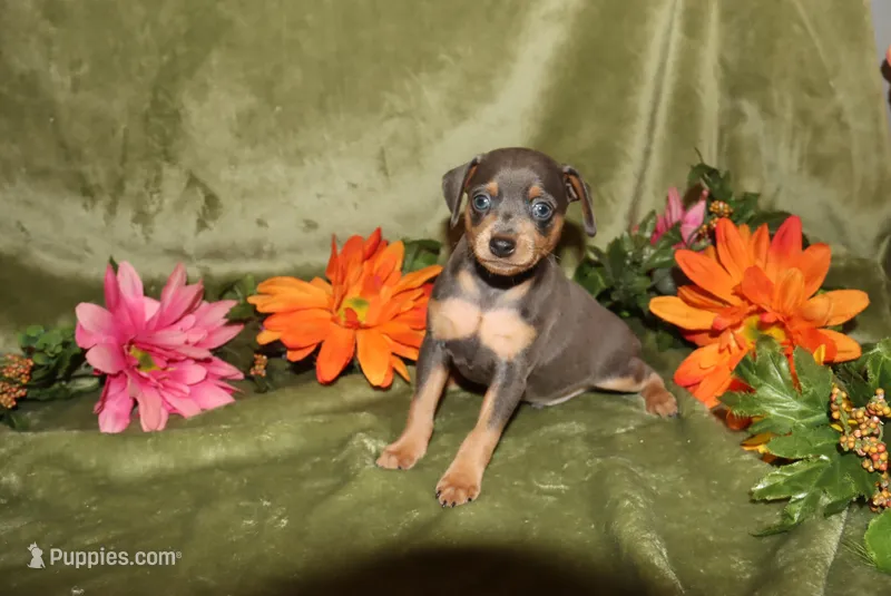 Finn – Miniature Pinscher puppy for sale in Harrisonburg, VA