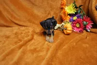 Alex, a male Miniature Pinscher for sale in Harrisonburg, VA – 6 of 8