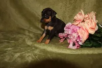 Daisy, a female Miniature Pinscher for sale in Harrisonburg, VA – 5 of 6