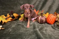 Raisin, a female Miniature Pinscher for sale in Harrisonburg, VA – 7 of 8