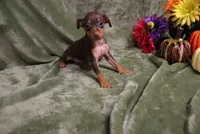 Mack, a male Miniature Pinscher for sale in Harrisonburg, VA – 6 of 10