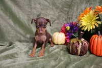 Mack, a male Miniature Pinscher for sale in Harrisonburg, VA – 1 of 10