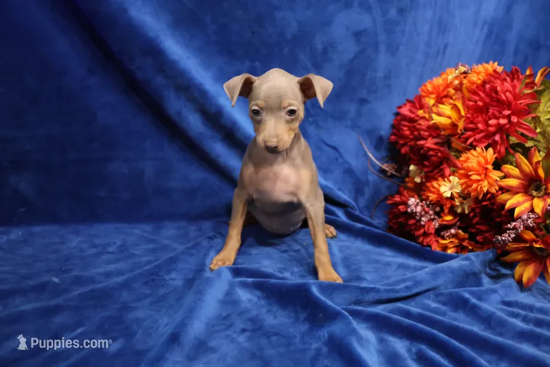 Leo – Miniature Pinscher puppy for sale in Harrisonburg, VA