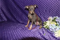 Blue Boy, a male Miniature Pinscher for sale in Harrisonburg, VA – 4 of 8