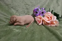Lady, a female Miniature Pinscher for sale in Harrisonburg, VA – 8 of 9